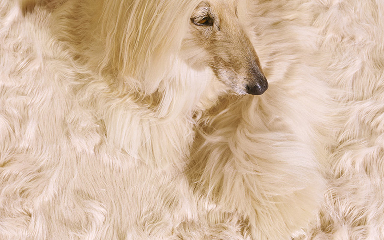 Klarna Texture